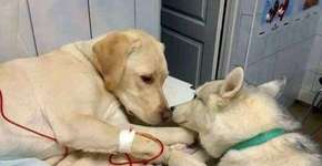 Cachorro conforta outro cão em clínica veterinária e viraliza