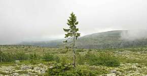 Foto: (Imagem sem texto alternativo disponivel ID [1012477])