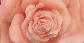 Foto: (Imagem sem texto alternativo disponivel ID [1005370])