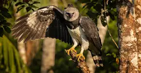 Foto: (Imagem sem texto alternativo disponivel ID [2726557])