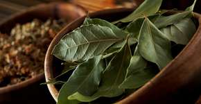 Descubra como a folha de louro pode melhorar sua saúde naturalmente