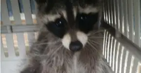 Guaxinim quase perde a pata ao prendê-la em lata de refrigerante