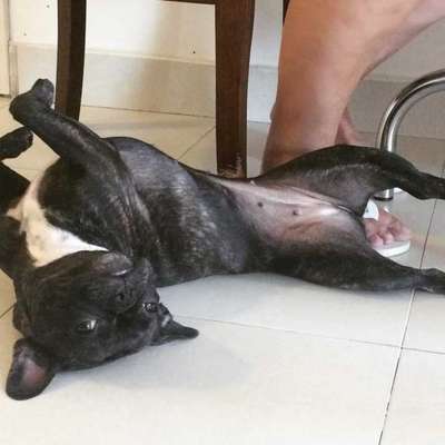 Veja alguns dos cães e gatos que já estão participando do #MostreABarriguinha!