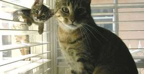 15 gatos posam com seus filhotes