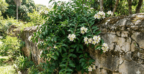 Foto: (Imagem gerada por IA/Gemini)