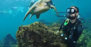 Foto: (Divulgação/Sea Paradise)