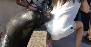 Leão-marinho ataca e puxa menina para dentro d’água no Canadá