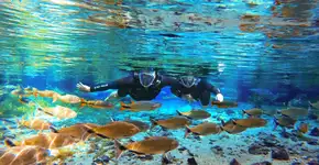 Foto: (Divulgação/ Nascente Azul)