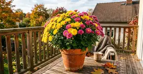 Uma planta em vaso que adiciona cor no outono e não exige muitos cuidados