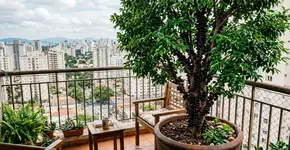 A árvore que antes era febre no interior, hoje faz sombra e refresca o quintal pequeno na cidade