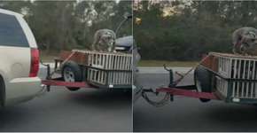 Cão é acorrentado sobre bagageiro de carro em alta velocidade