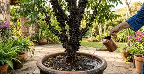 Demorei muito para entender por que no interior de Minas a jabuticaba não deve ser regada só na base do tronco