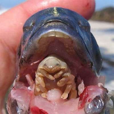 2. Cymothoa exigua, ou 