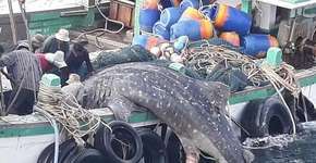 Fêmea de tubarão grávida morre após ficar presa em rede de pesca