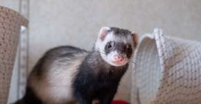 Foto: (Imagem sem texto alternativo disponivel ID [2597236])