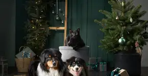 Natal com pets: 7 formas de decorar a casa sem riscos para os animais