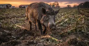 Foto: (Imagem sem texto alternativo disponivel ID [2730881])