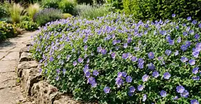 Recomenda-se aos jardineiros que parem de plantar gerânios e os substituam por esta flor azul muito mais resistente.