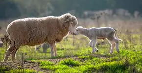 Vinícola no Chile lança promoção para famílias com crianças