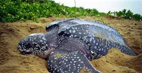 Tartaruga que pode viver até 400 anos é encontrada morta