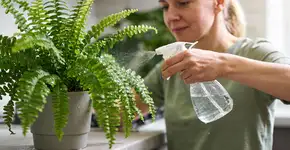 Foto: (Imagem sem texto alternativo disponivel ID [2720466])