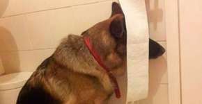 Cães que pensam ter encontrado o esconderijo perfeito