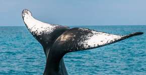 Foto: (Divulgação/Pousada Casa de Maria/Agência de Notícias Kopke)