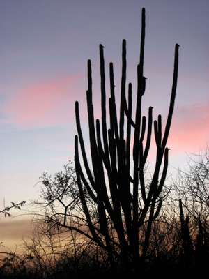 Paisagem da Caatinga ao anoitecer - PAN BRASIL - divulgação