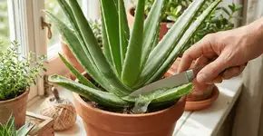 Foto: (Imagem sem texto alternativo disponivel ID [2751679])