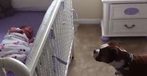 Cão sofre ao ouvir bebê chorando