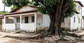 Por que o pé de manga não deve ser plantado rente ao muro