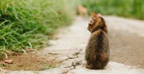 Foto: (Imagem de Iqbal Nuril Anwar por Pixabay)