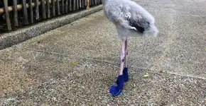 Foto: (Imagem sem texto alternativo disponivel ID [1480423])