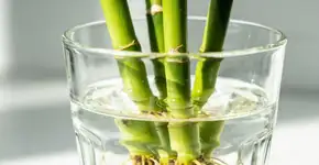 Foto: (Imagem sem texto alternativo disponivel ID [2676592])