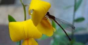 Flores eficientes no combate à dengue são plantadas em canteiros