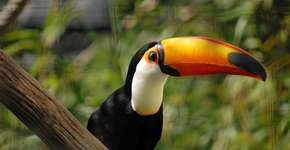 Relatório bienal da WWF sobre meio ambiente revela situação alarmante da América Latina