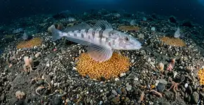 Milhares de ninhos sob o gelo antártico, e ninguém os tinha visto