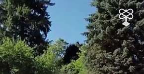 Por que adotar um cachorro pode reduzir o risco de depressão