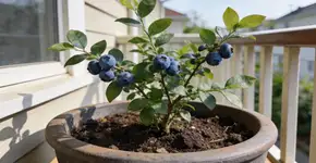 Foto: (Imagem sem texto alternativo disponivel ID [2724191])