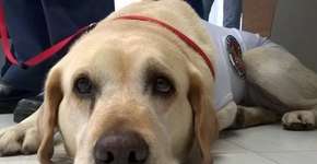 Foto: (Imagem sem texto alternativo disponivel ID [1840065])