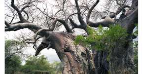 Foto: (Imagem sem texto alternativo disponivel ID [618510])