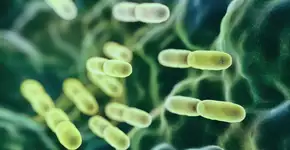 Foto: (koto_feja/istock)