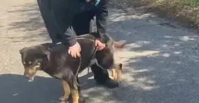 Cachorro é abandonado porque seus ex-donos acham que ele é gay