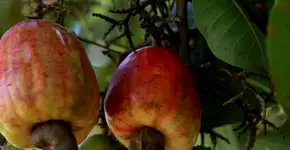 Folha do cajueiro ajuda regular açúcar no sangue