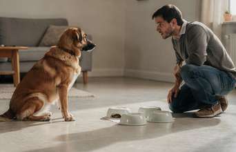 Tertiary news: O truque para descobrir se o seu cachorro é um gênio ou só um preguiçoso