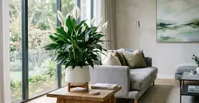 Uma planta que purifica o ar, cresce em vaso e é símbolo de prosperidade: o que é e por que é recomendada?