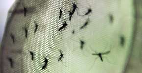 Nova vacina contra dengue reduz em 95% casos graves da doença