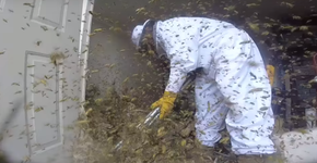 Conheça a profissão de quem mexe no vespeiro sem medo