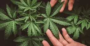 Você sabia que pela 1ª vez na história das Olimpíadas, maconha não será doping