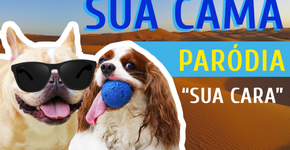 Cadelas estrelam clipe que faz paródia de ‘Sua Cara’